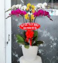 Hoa Lan  Hồ Điệp Nhật An