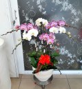 Hoa Lan  Hồ Điệp Nhật An