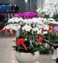Hoa Lan  Hồ Điệp Nhật An