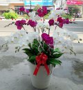 Hoa Lan  Hồ Điệp Nhật An