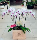 Lan tia chớp 6 cành