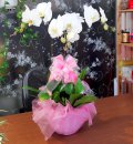 Hoa Lan  Hồ Điệp Nhật An