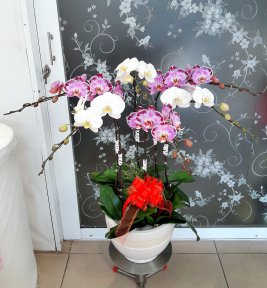 Hoa Lan  Hồ Điệp Nhật An