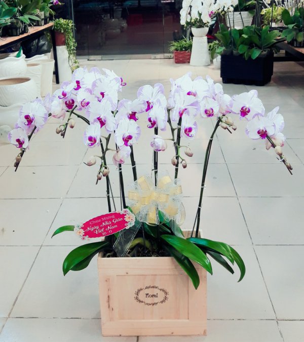 Hoa Lan Chúc Mừng