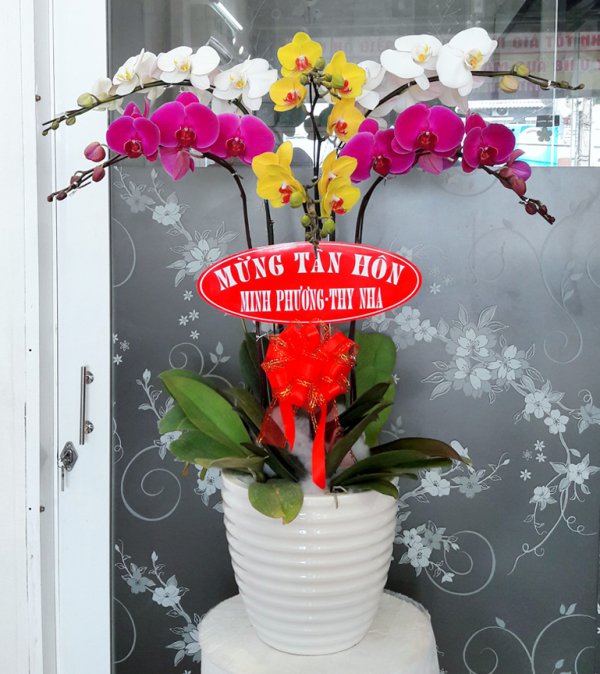 Hoa Lan  Hồ Điệp Nhật An
