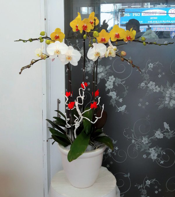 Hoa Lan  Hồ Điệp Nhật An