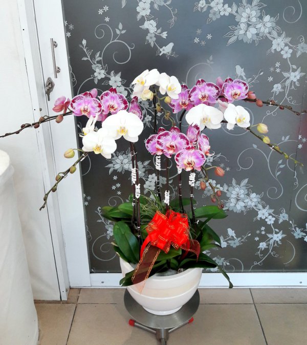 Hoa Lan  Hồ Điệp Nhật An