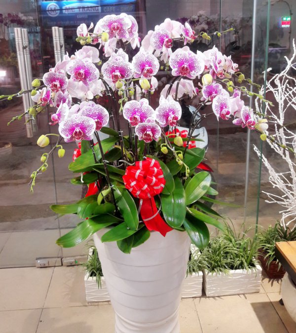 Hoa Lan  Hồ Điệp Nhật An