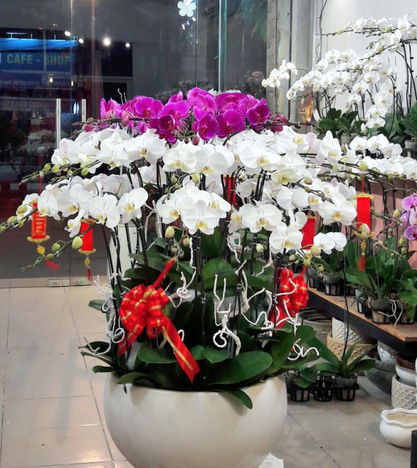Hoa Lan  Hồ Điệp Nhật An