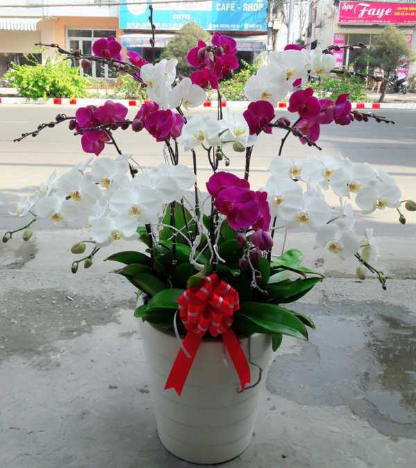 Hoa Lan  Hồ Điệp Nhật An