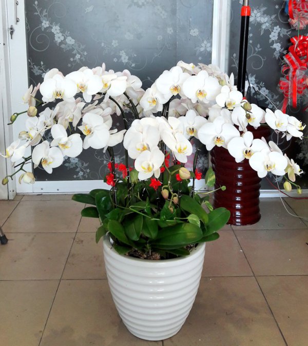 Hoa Lan Hồ Điệp