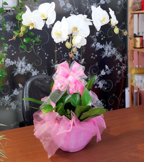 Hoa Lan  Hồ Điệp Nhật An
